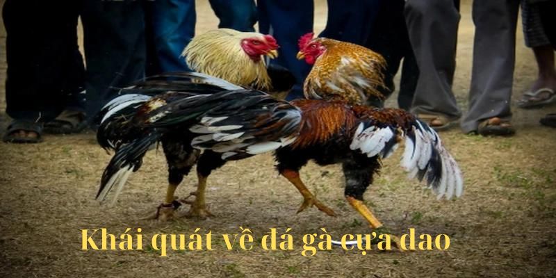 Khái quát về đá gà cựa dao