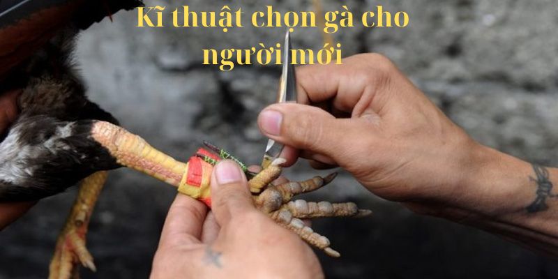 Một số kĩ thuật chọn chiến kê cho người mới tham gia