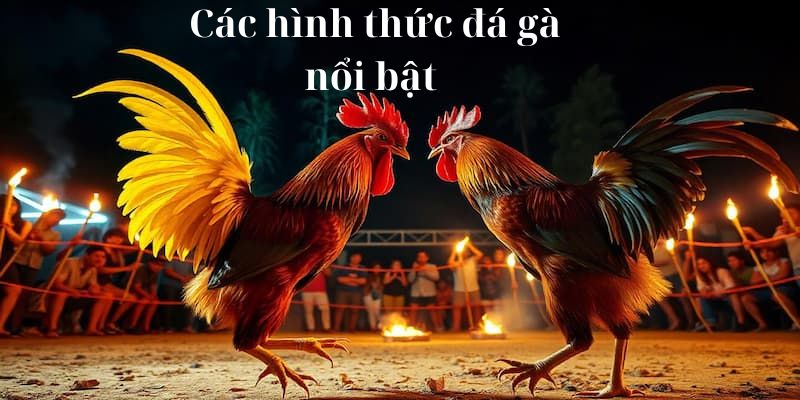 Một số hình thức đá gà được yêu thích nhất hiện nay