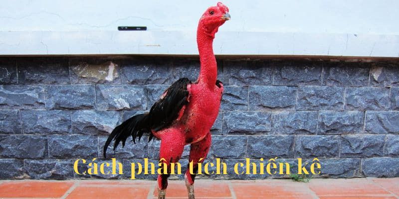 Cách phân tích chiến kê trong đá gà đòn