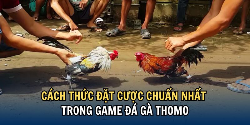 Cách thức đặt cược trong đá gà thomo chuẩn nhất