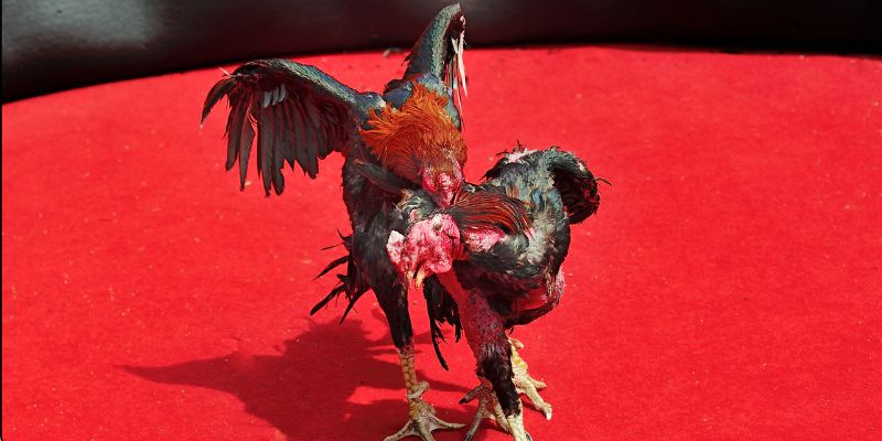 Một số cách chọn gà đá của sư kê