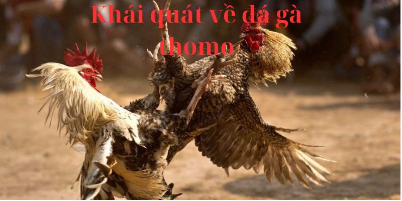 Khái quát về đá gà thomo