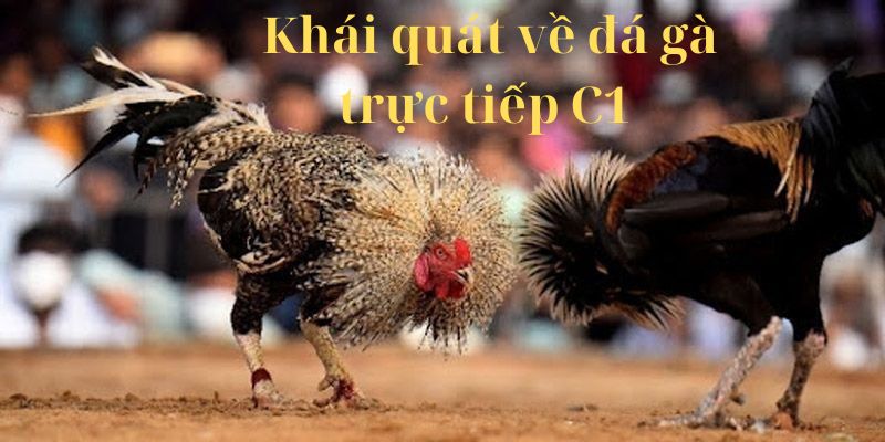 Khái quát về đá gà trực tiếp C1