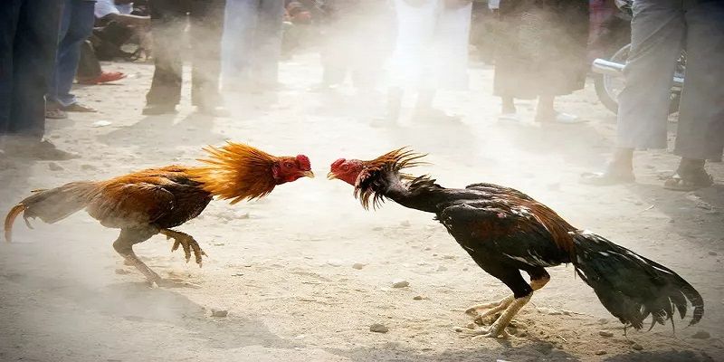 Một số điểm khác biệt khi tham gia đá gà savan