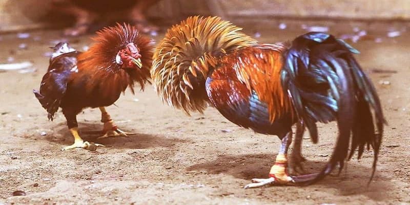 Một số yếu tố quan trọng khi đá gà đòn