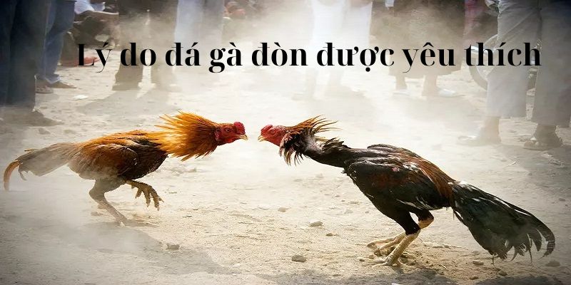 Một số lý do mọi người yêu thích đá gà đòn