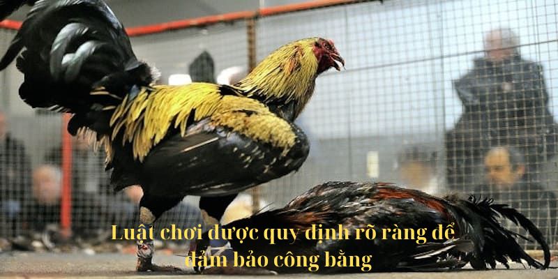 Quy tắc khi tham gia đá gà c1 mà sư kê cần nắm được