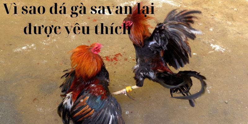 Vì sao đá gà savan lại được yêu thích