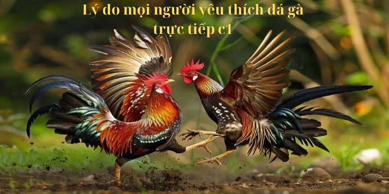 Vì sao mọi người lại muốn tham gia chơi đá gà trực tiếp C1