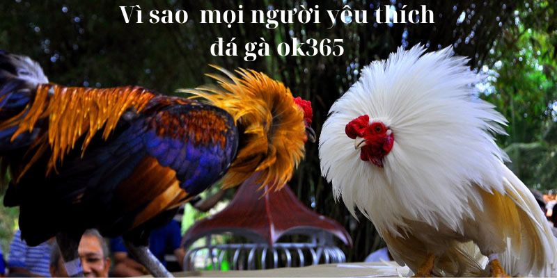 Vì sao mọi người lại thích tham gia đá gà tại ok365